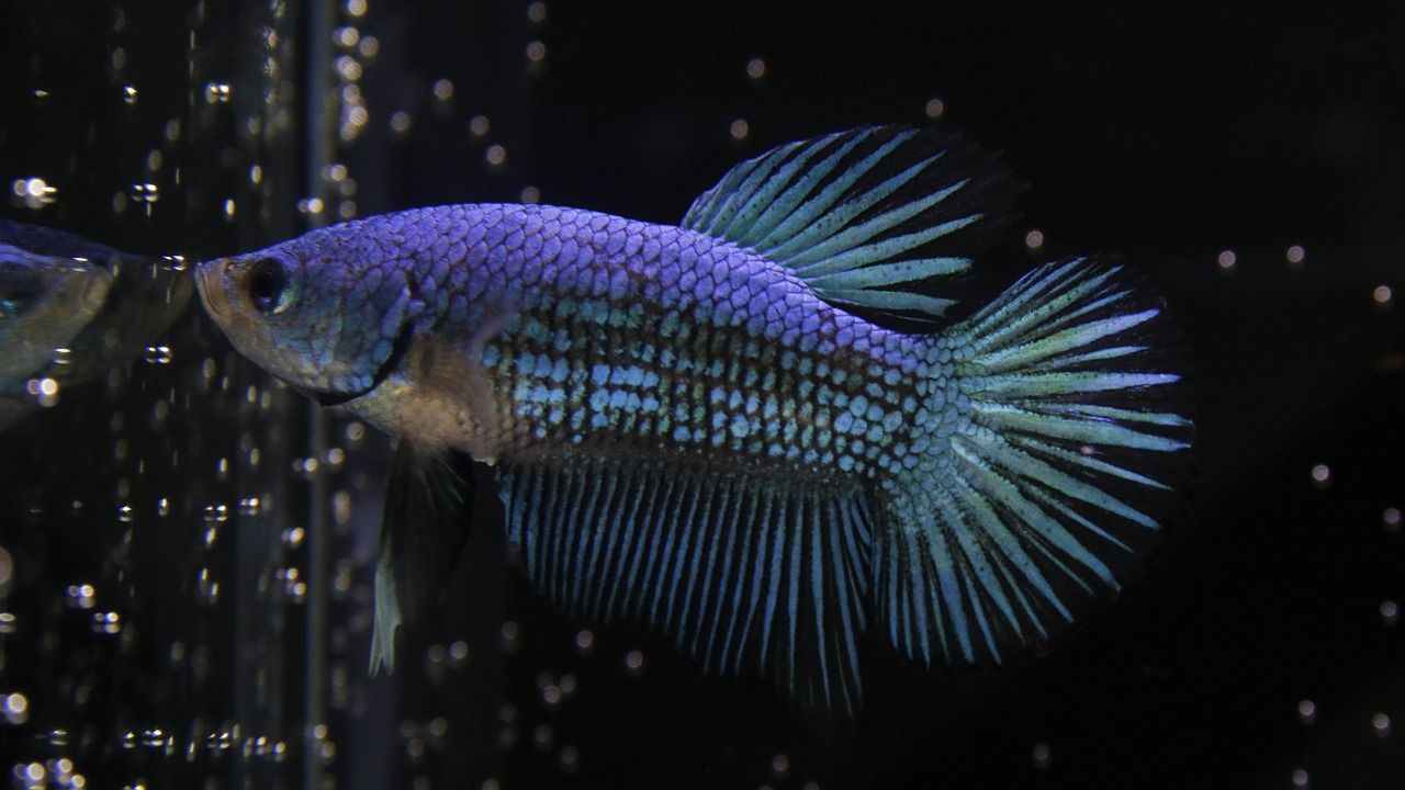 Peixe Betta Azul