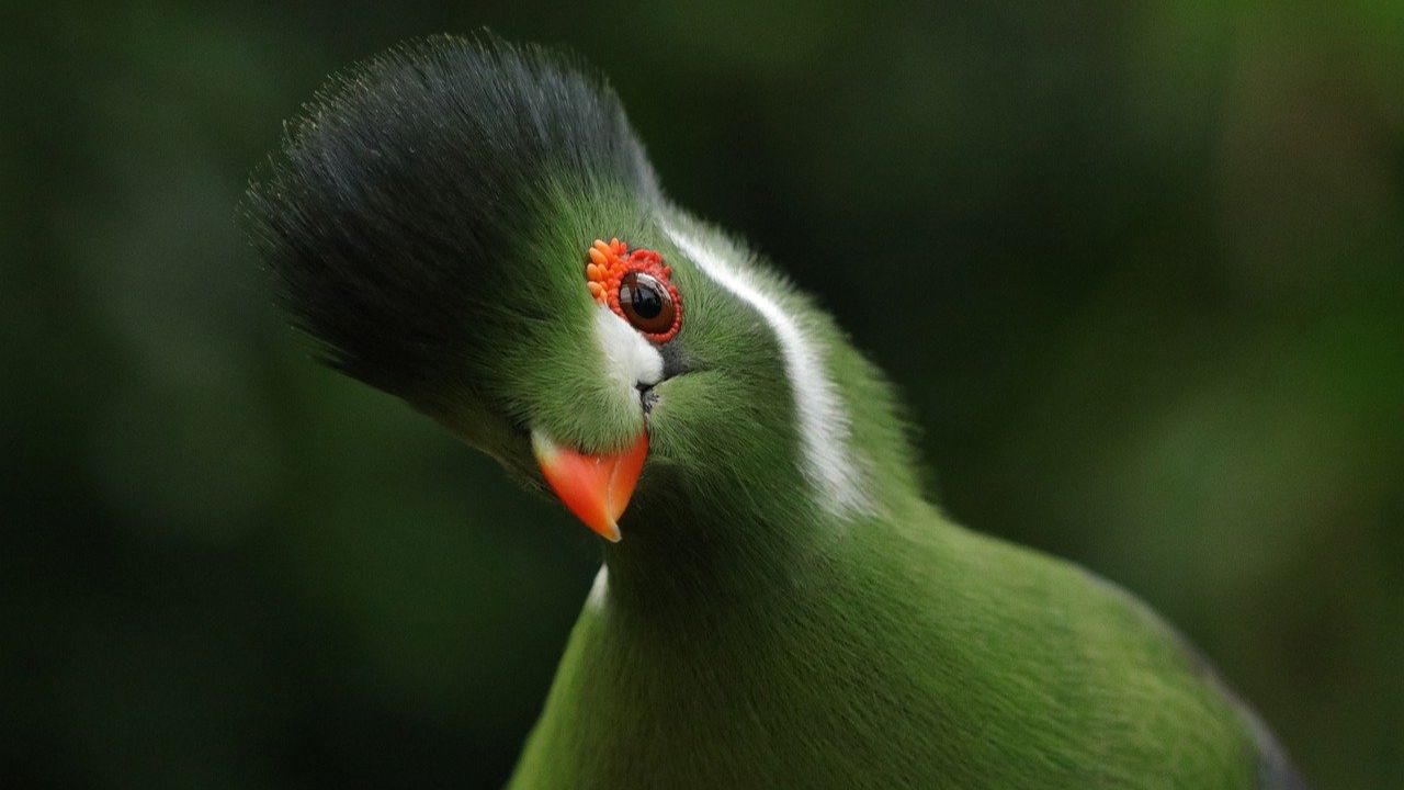Ave Turaco de Bochechas Brancas