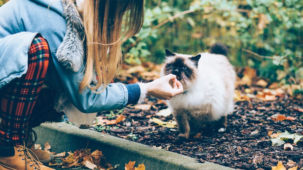 alimentando gato