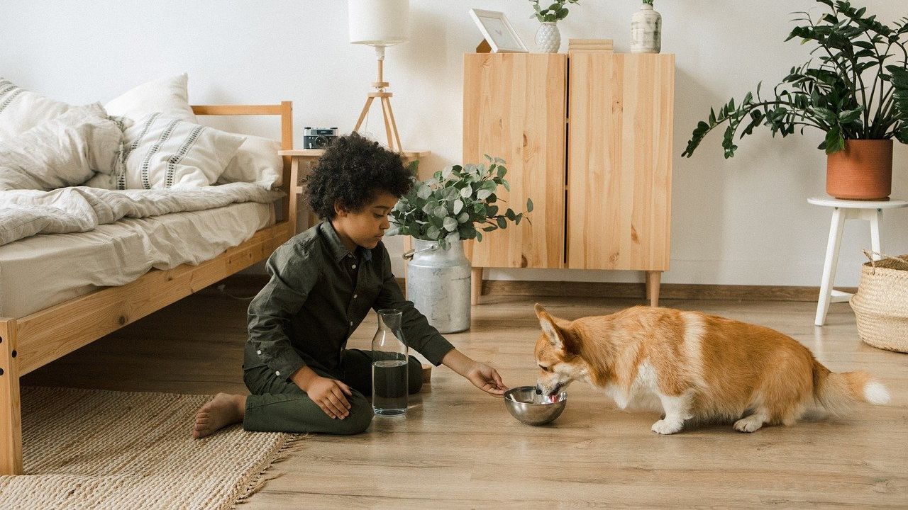 alimentando cachorro