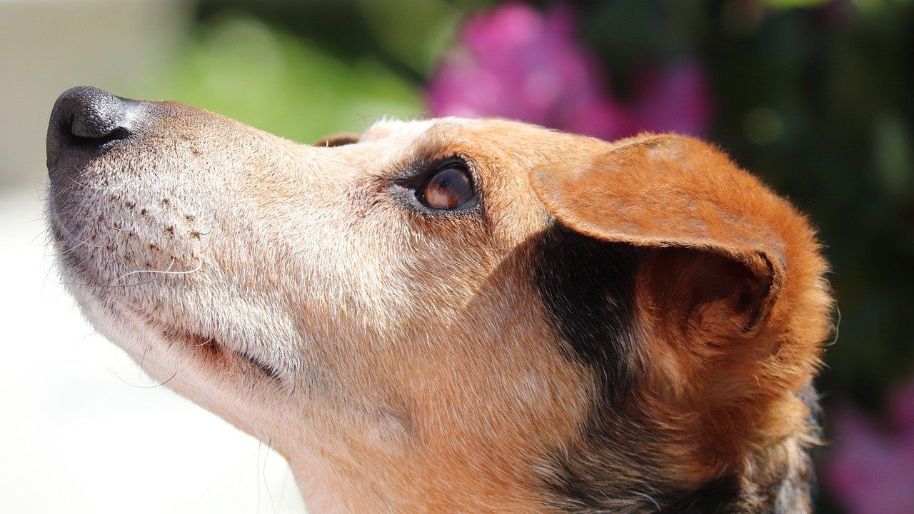 cachorro bem resolvido