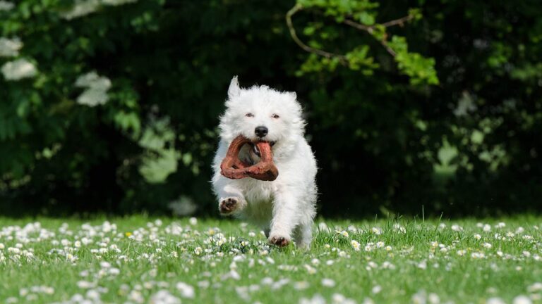 cachorro com brinquedo