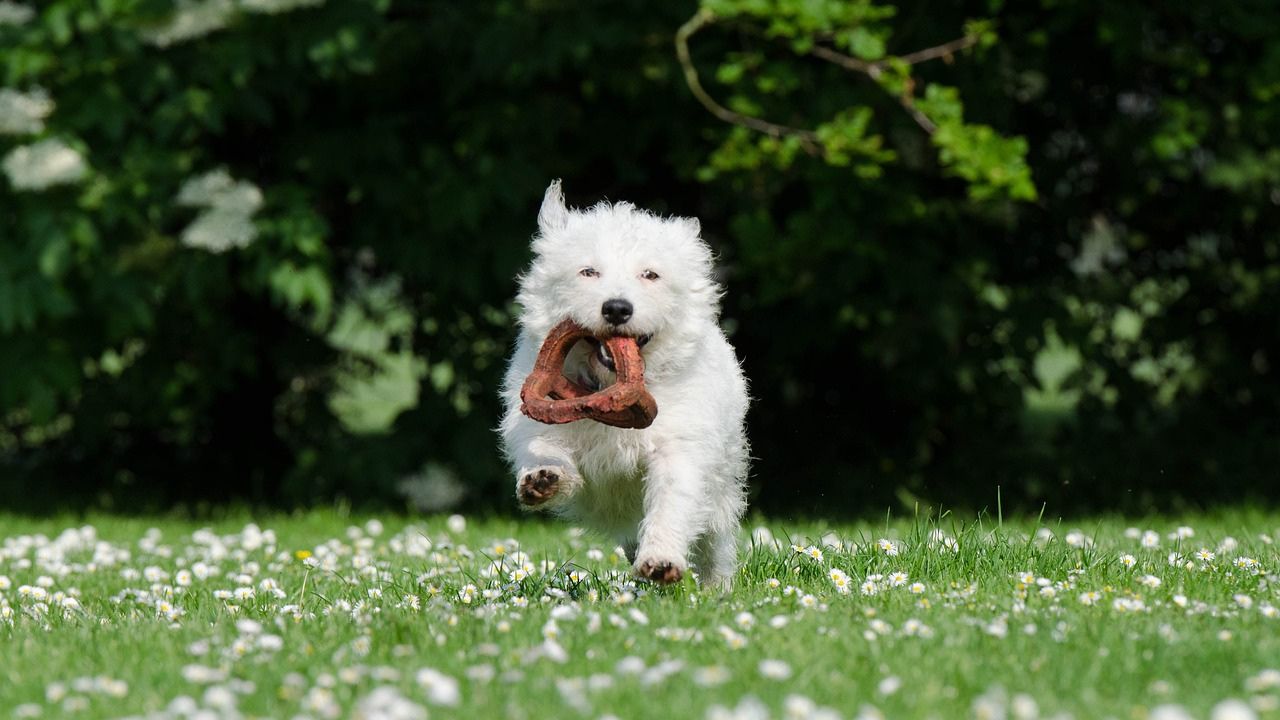 cachorro com brinquedo