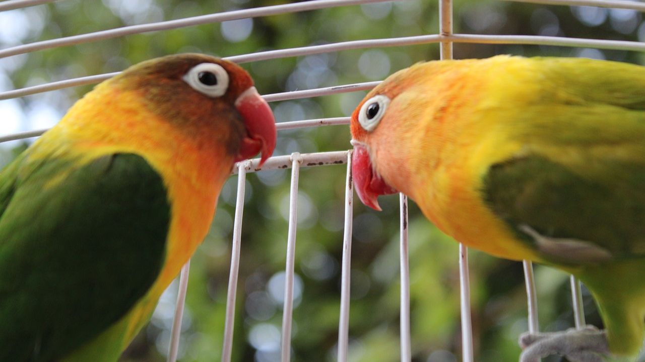 pássaros na gaiola