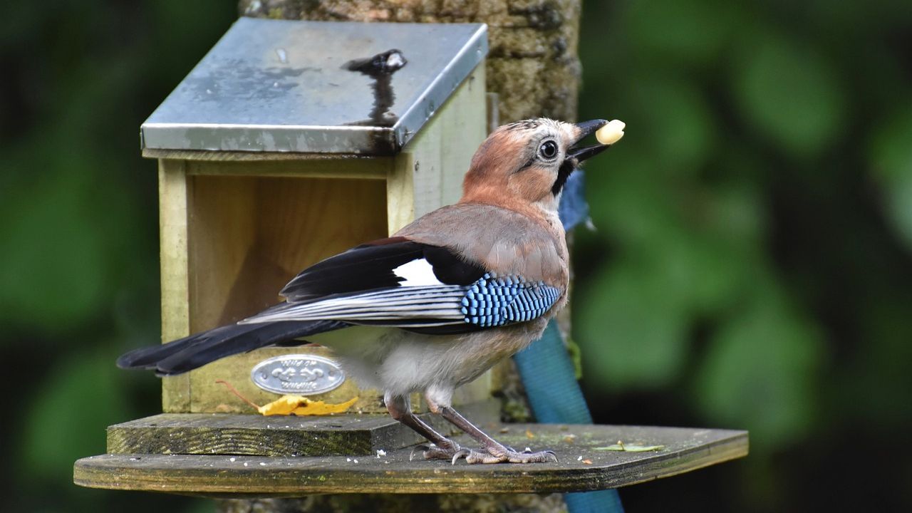 pássaro se alimentando